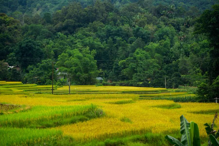 Hà Giang mùa mùa lúa chín