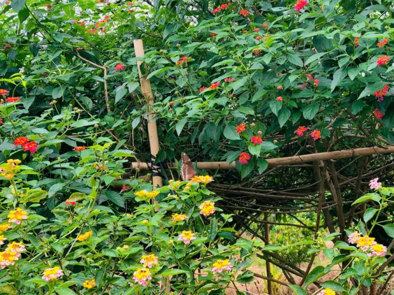 Vườn hoa tại Sol Retreat Farm