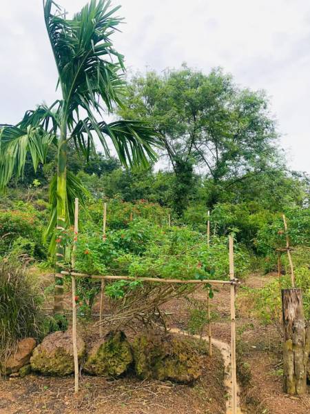 Khu Sol Farm nông trại với vườn hoa và cây cảnh

