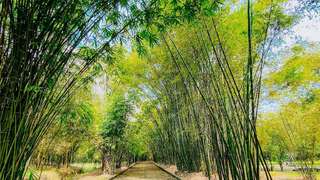 Về làng tre Phú An “đổi gió” với không gian thanh bình, yên ả, Nguyễn Thụy Mộc Nhiên