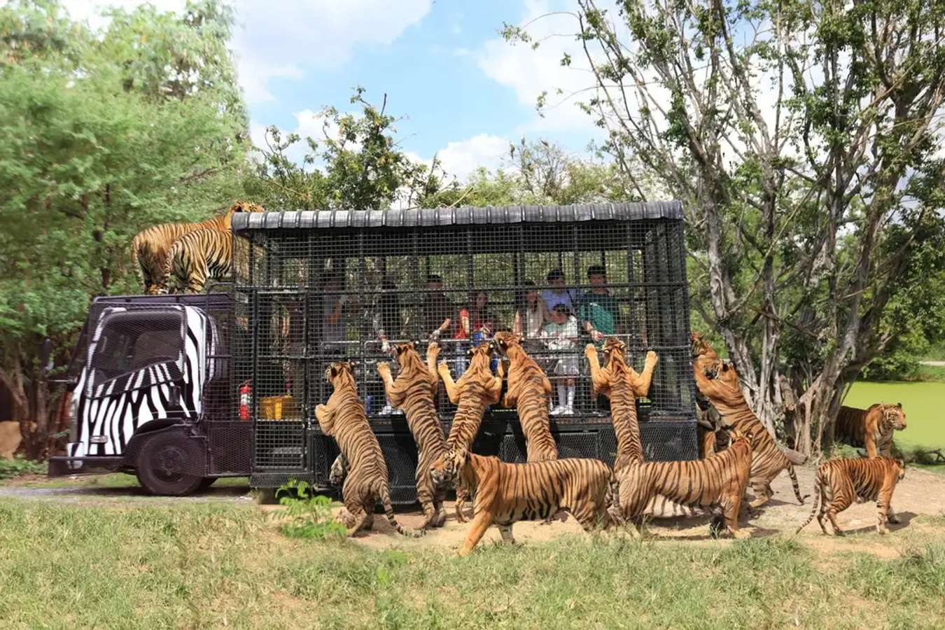 safari world bangkok maltraitance