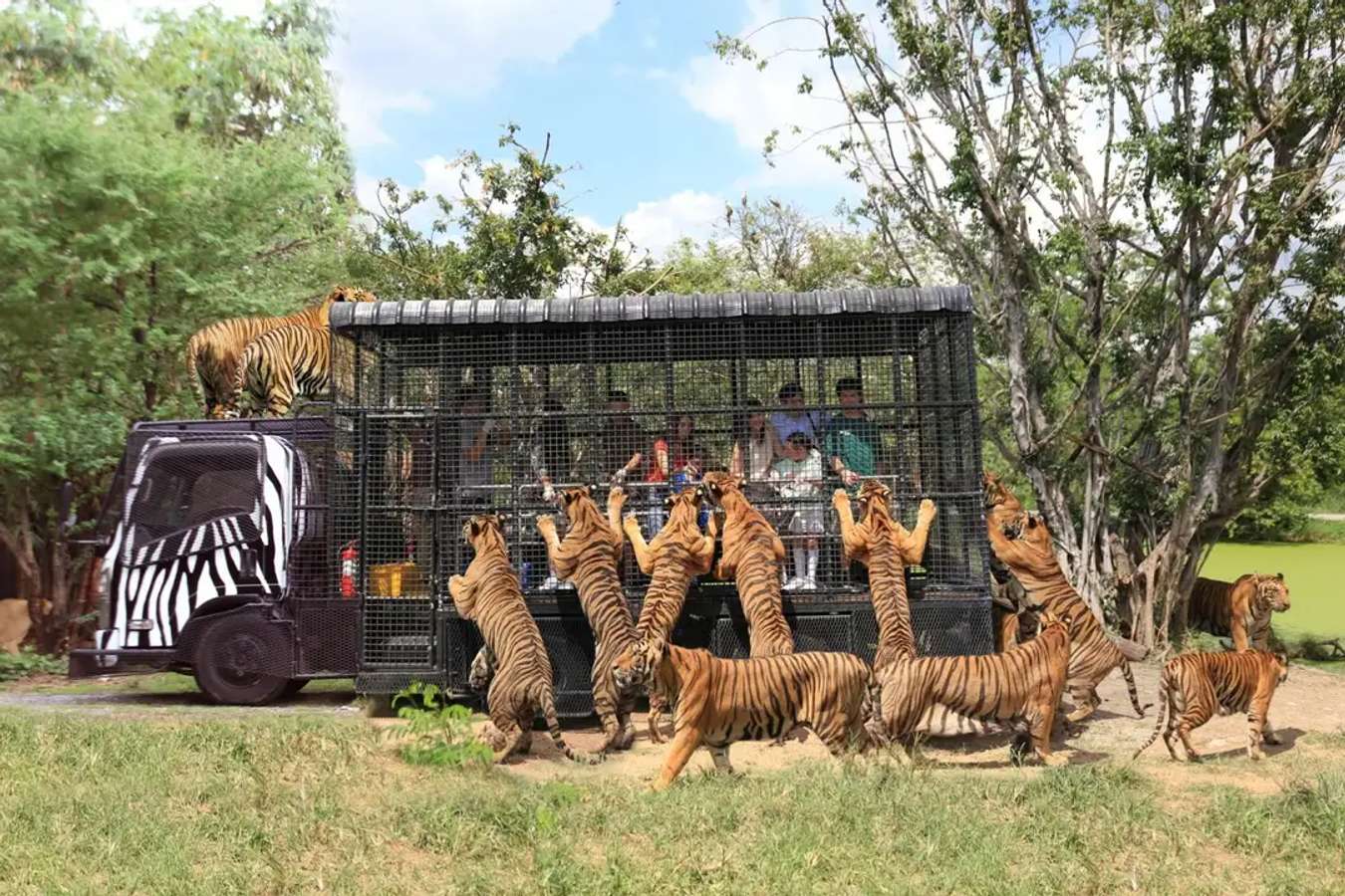 safari world bangkok age limit