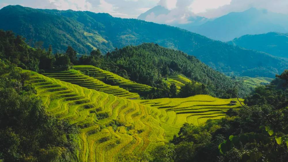 Từng thếp ruộng bậc thang chín vàng giữa núi rừng