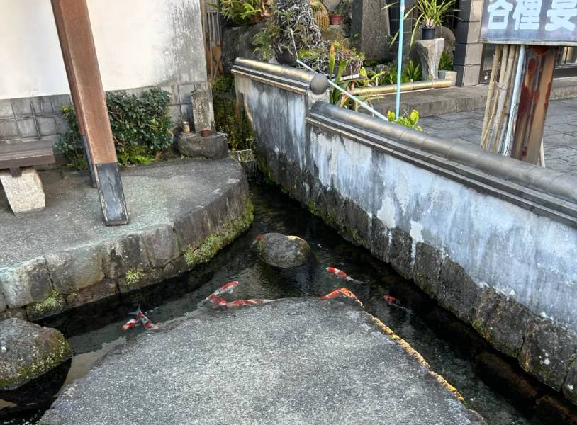 Đàn cá Koi tung tăng bơi lội dưới mương nước trong veo