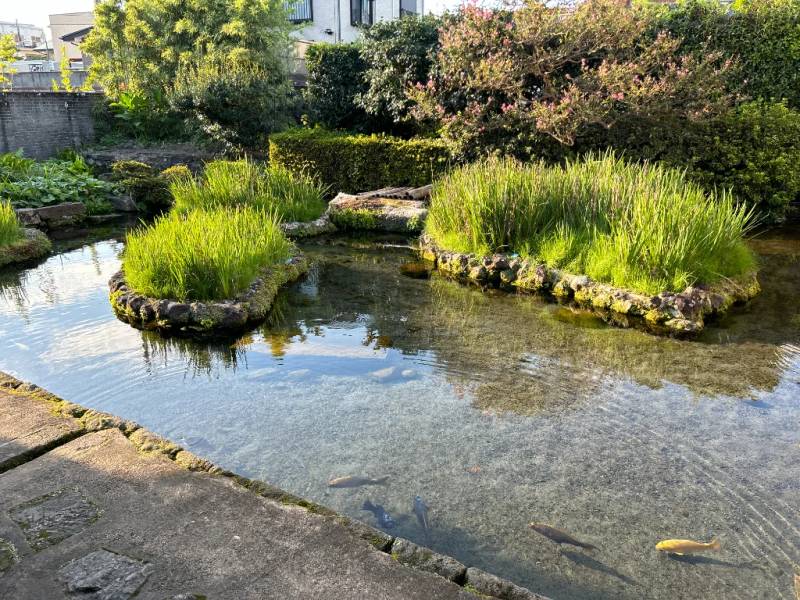 Một trong ba hồ cá lớn trong vườn - Shimabara