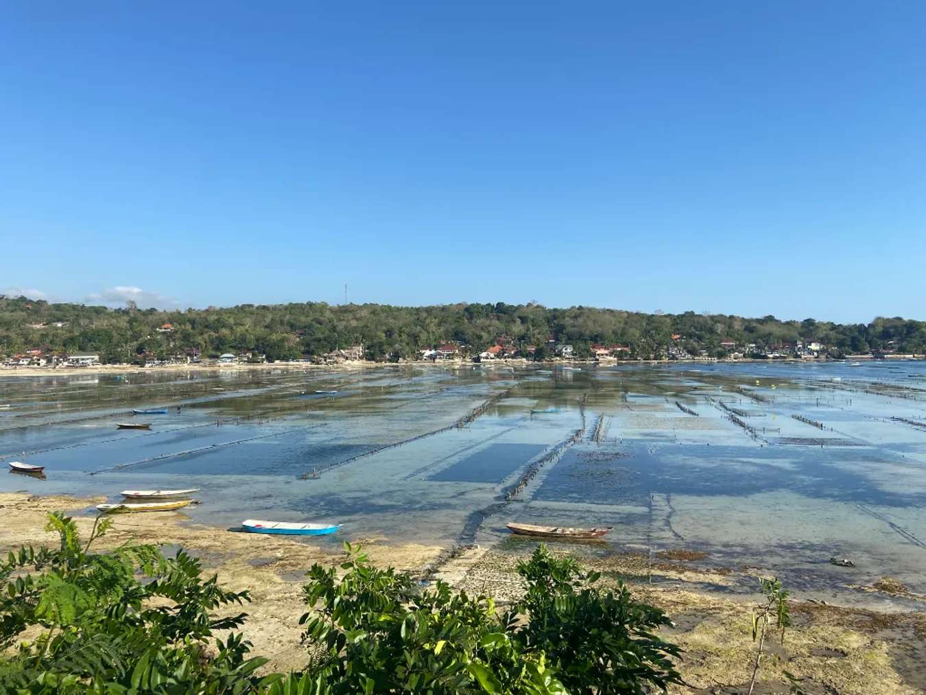 Những cánh đồng rong biển sẽ như thế này - Nusa Lembongan