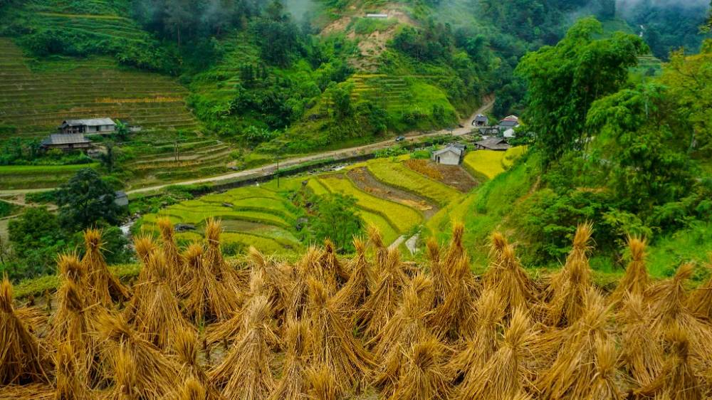 Một phần lúa đã thu hoạch xong