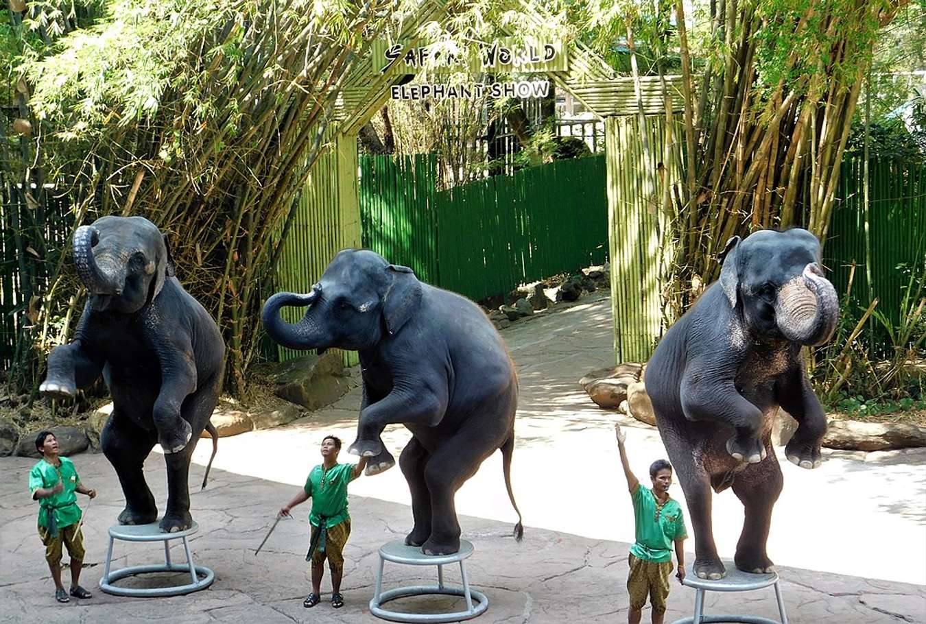 Elephant Show