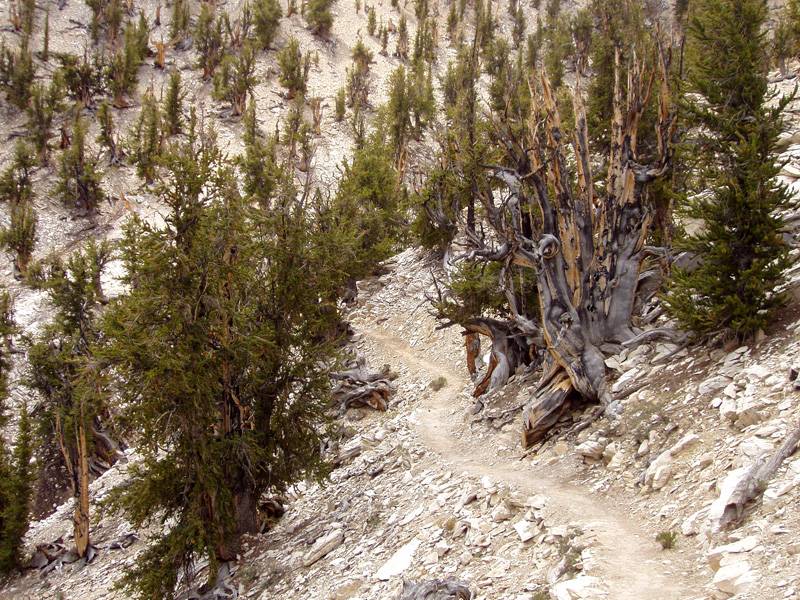 Ancient Bristlecone Pine Forest - Wikipedia