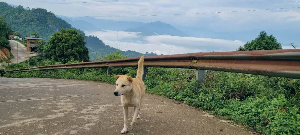 Đường lên homestay ở Suối Giàng