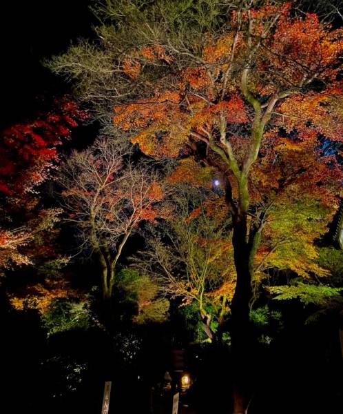 Khung cảnh bên ngoài lối vào sảnh chính của chùa - Địa điểm ngắm lá đỏ ở Kyoto về đêm
