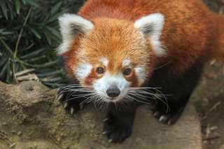 Singapore Night Safari: The Complete Guide to the World's First Nocturnal Zoo, Xperience Team