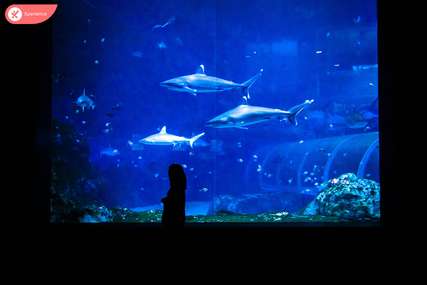 Khám phá S.E.A. Aquarium Singapore - thủy cung "hoành tráng" bậc nhất châu Á, Traveloka VN