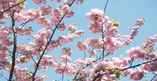 Explore the 4D3N Itinerary of Tokyo, Where the Blend of Ancient and Modernization Meets in One Place, Traveloka Team