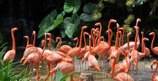 The Ultimate Guide to Langkawi Wildlife Park, Traveloka Team