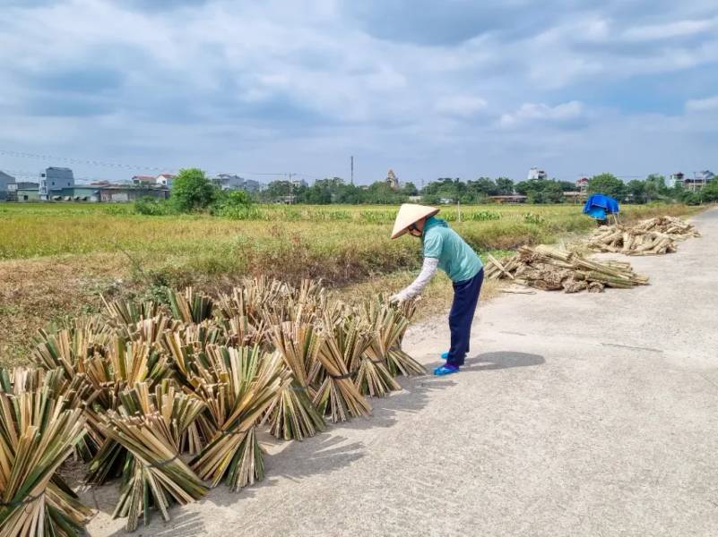 Tre, vầu được phơi sau khi cắt xẻ
