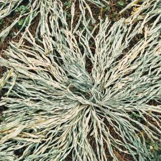 Lá được phơi khắp triền đê, sân vườn