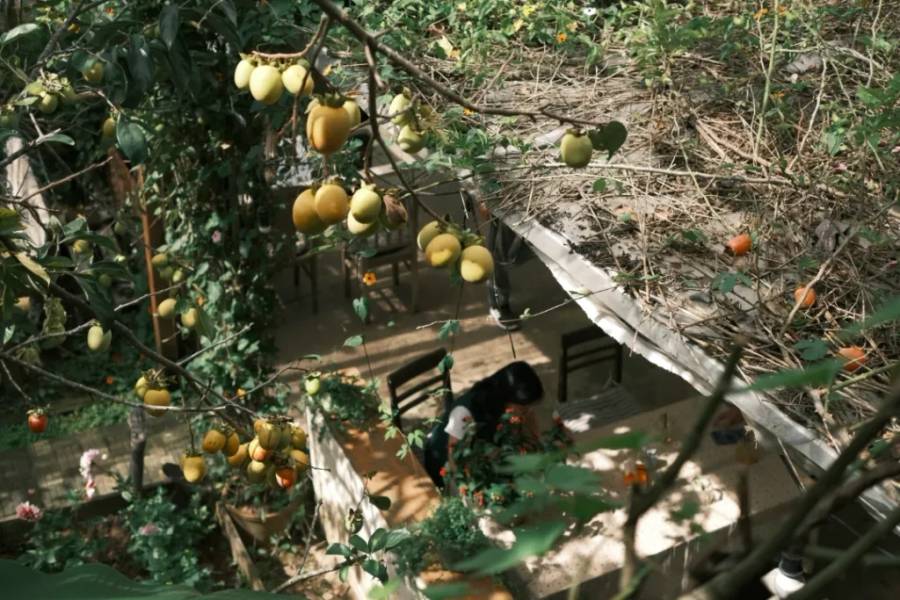 Đọc sách dưới tán hồng
