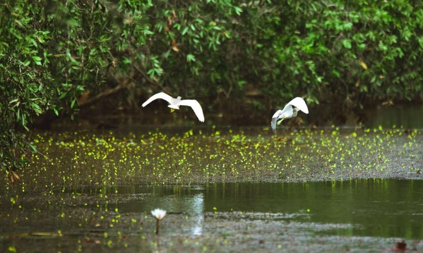 cánh đồng bất tận yên bình