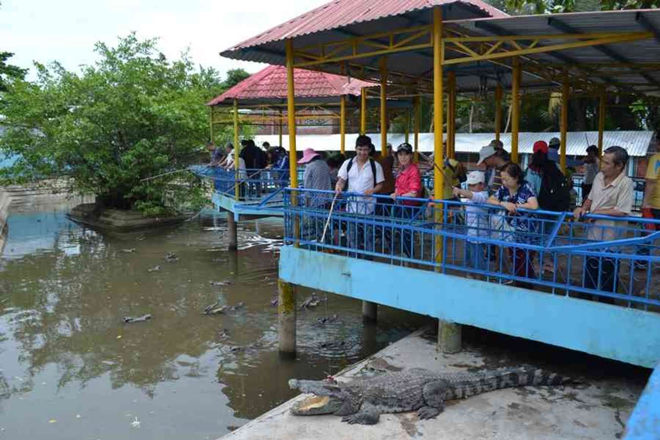 Câu cá sấu tại Vinh Sang