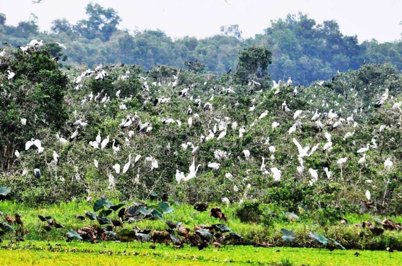 Láng Sen là nơi trú ngụ của nhiều loại chim