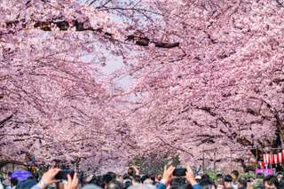 Cherry Blossom in Korea 2024 Forecast and Where to Enjoy It, Traveloka MY