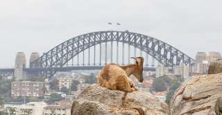 All You Need to Know Before Planning to Taronga Zoo in Sydney , Xperience Team