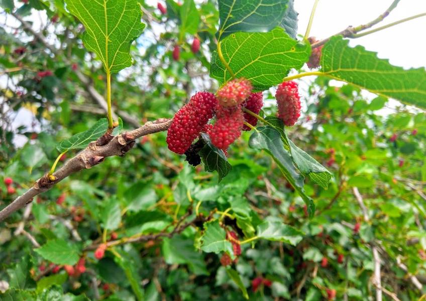 vườn dâu tằm xã Mỹ Khánh