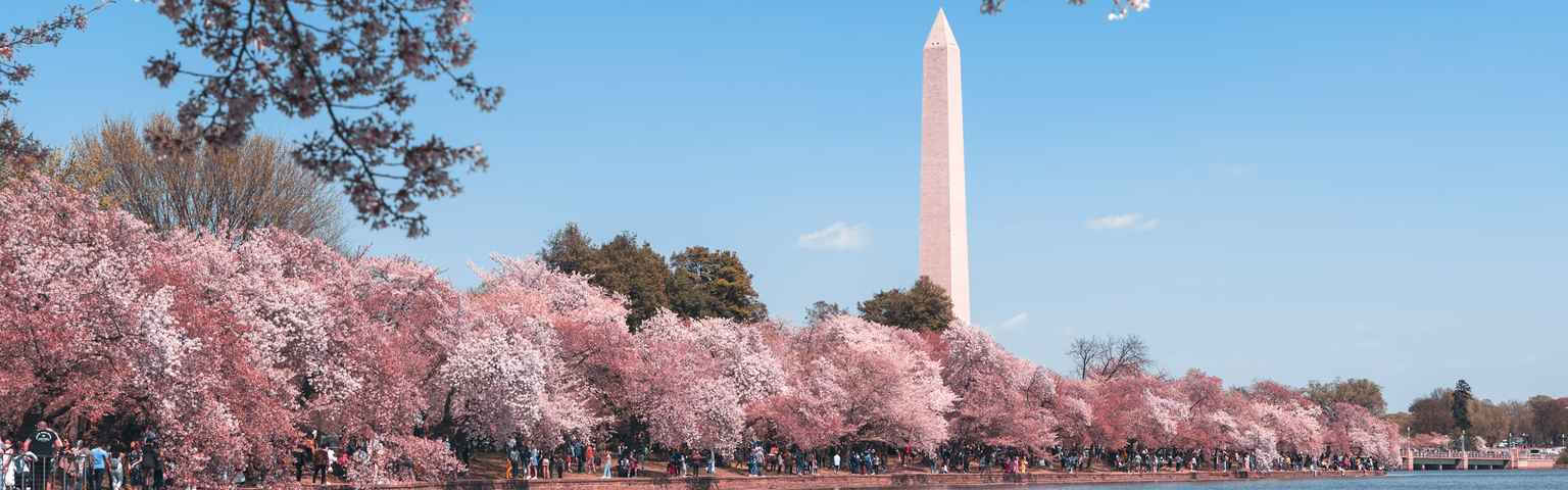 Cherry Blossom Festival Around the World: A Spectacular Celebration of ...