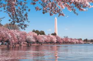 Cherry Blossom Festival Around the World: A Spectacular Celebration of Nature's Beauty, Xperience Team