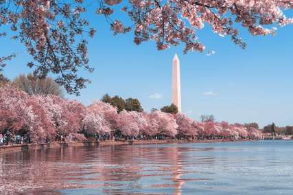 Cherry Blossom Festival Around the World: A Spectacular Celebration of Nature's Beauty, Xperience Team