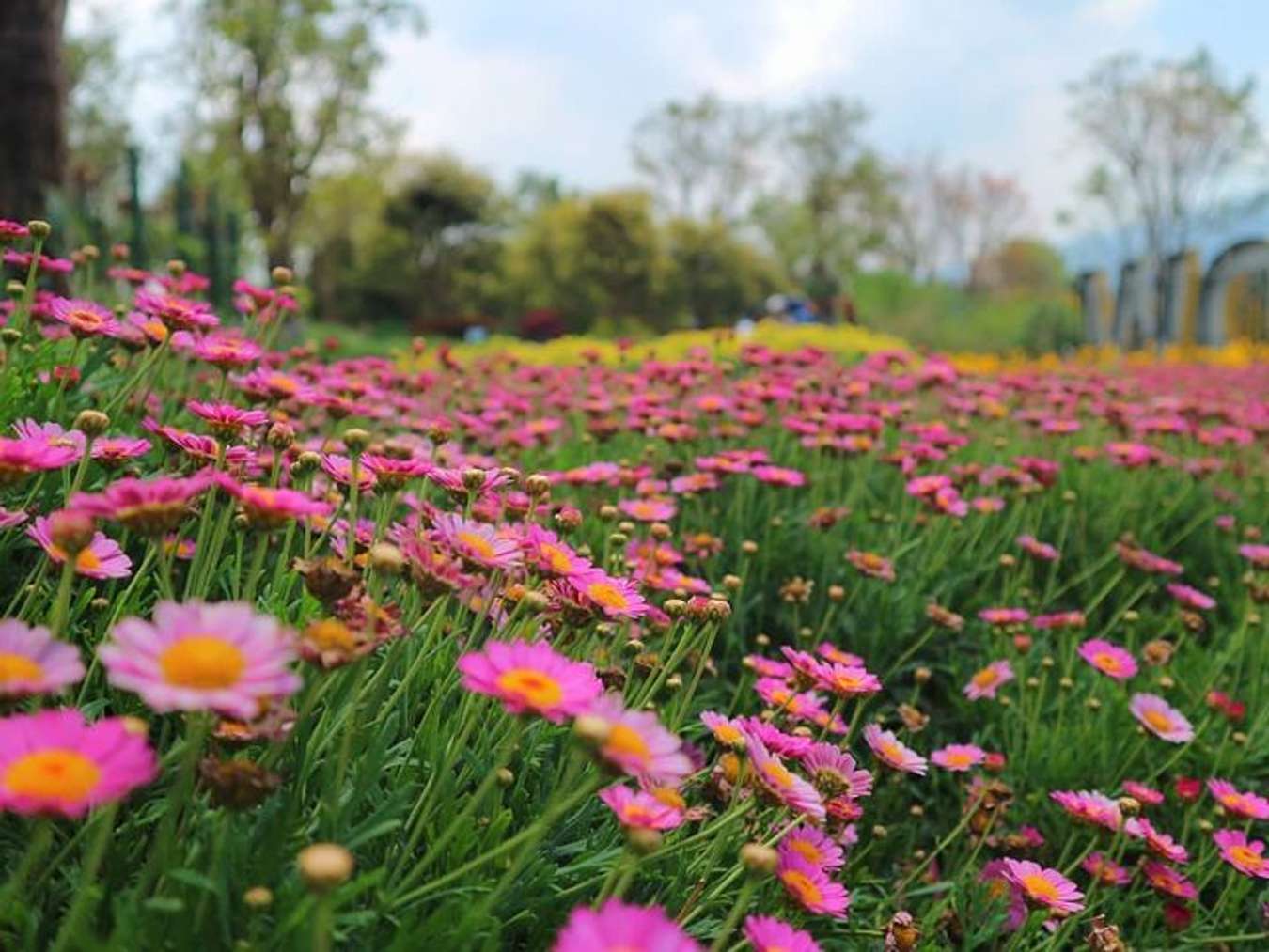 Taman Hijau Yang Indah Dengan Pinus Yang Tumbuh Rumput Rumput