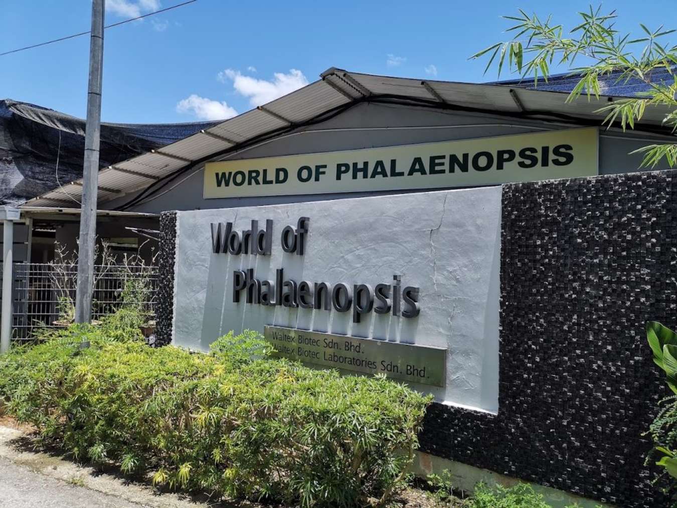 World of Phalaenopsis
