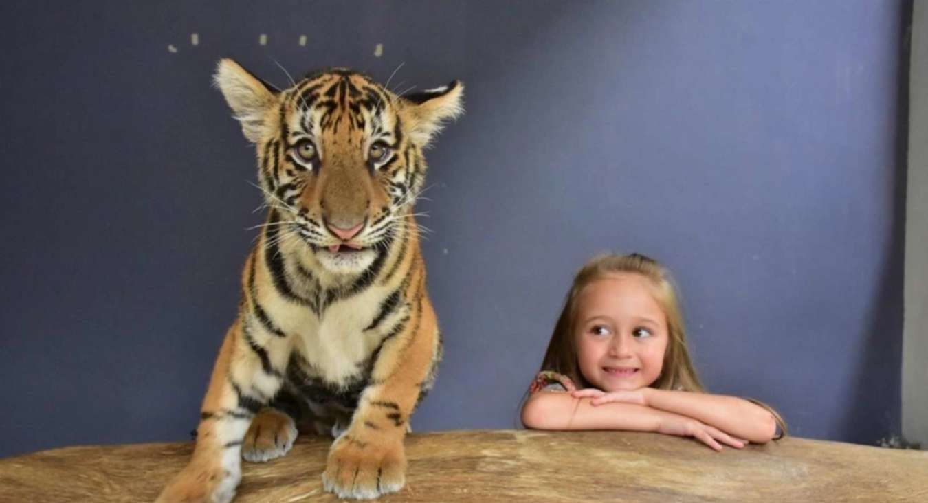 เด็กหญิงกับลูกเสือที่สวนเสือพัทยา