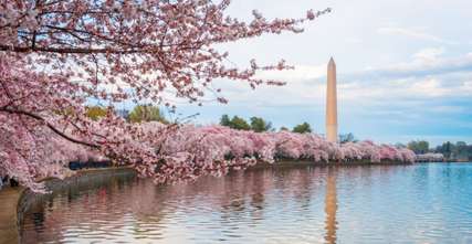 10 Best Places to See Cherry Blossoms in Washington DC, Traveloka Team