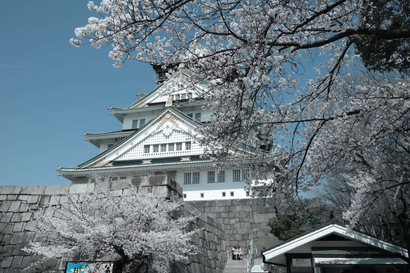 Beautiful! Stunning GIFs show Washington DC cherry blossoms in