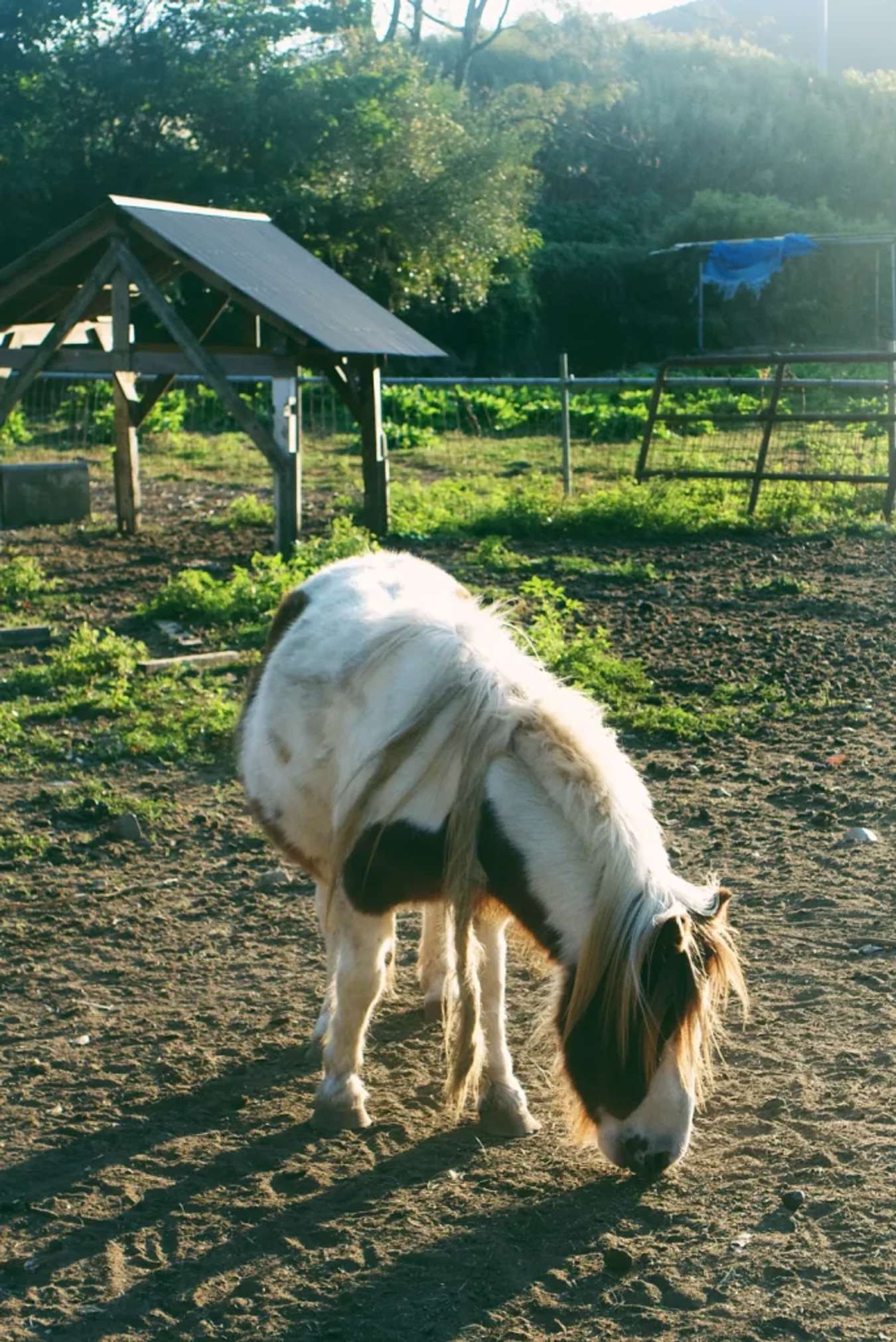 Bên cạnh cánh đồi hoa Cosmos còn có bãi chăn thả tự do ngựa pony và dê. Lần đầu tiên được nhìn thấy ngựa pony nên tụi mình rất háo hức, bộ lông trắng điểm những mảng nâu trông cực kì đẹp. Con nào cũng hiền lành, mắt màu xanh như mắt búp bê, thỉnh thoảng thở phì phò nom có vẻ bực tức vì bị làm phiền.