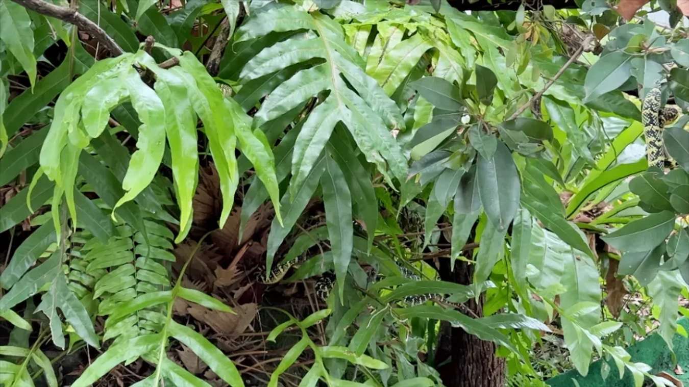 Khám phá Đền Rắn Thật ở Penang Malaysia