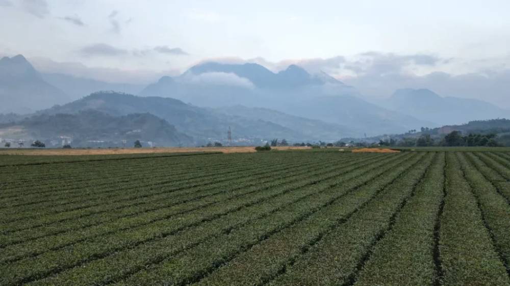 Đường vào đồi chè Văn Chấn
