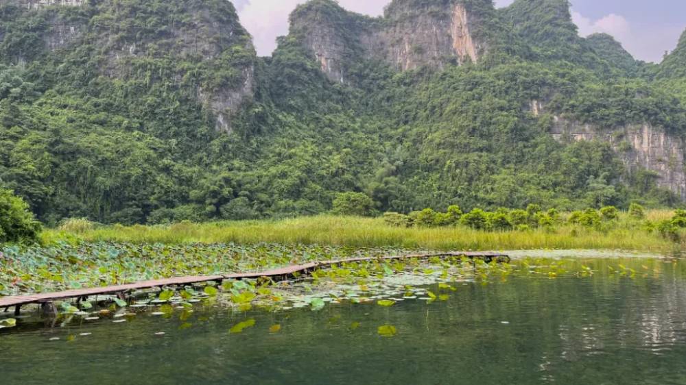 Những chiếc lá sen phủ kín một góc sông