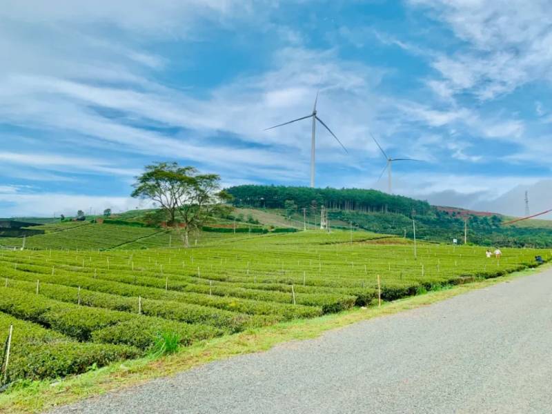 Một cánh đồng chè xanh bát ngát tại Cầu Đất