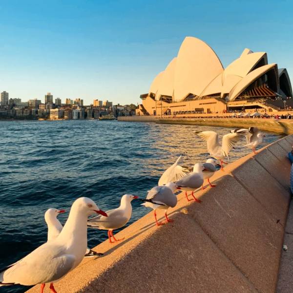 Nhà Hát Opera - tham quan Sydney
