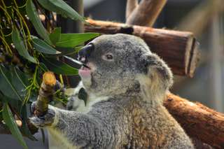 Best Places to Spot Koalas in Australia, Xperience Team