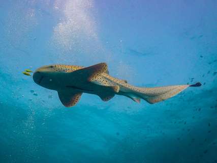 Phuket's 7 Best Diving Spots: From Beginner Reefs to Deep-Sea Wrecks, Xperience Team