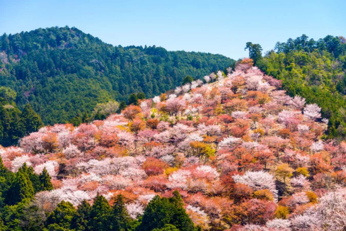 Mount Yoshino