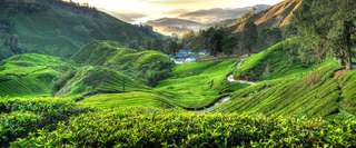 Staycation to Cameron Highlands, Traveloka MY