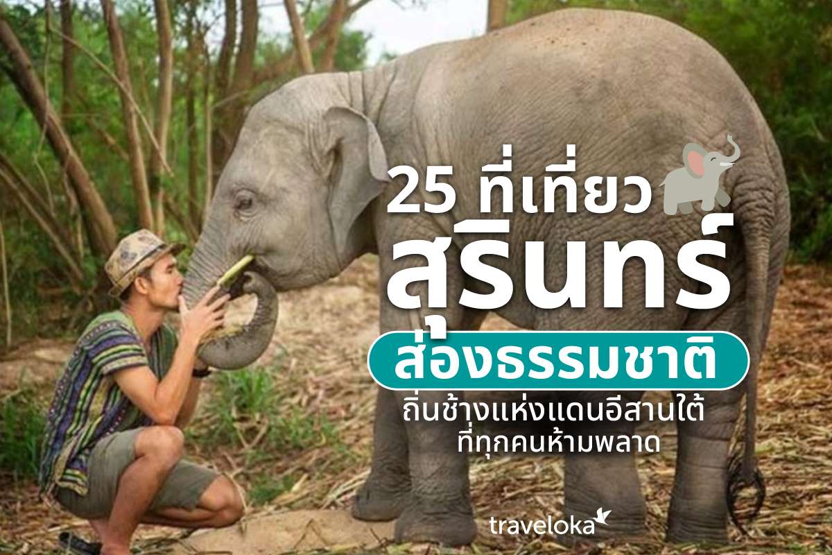 25 ที่เที่ยวสุรินทร์ ส่องธรรมชาติ ถิ่นช้างแห่งแดนอีสานใต้ที่ทุกคนห้ามพลาด, Traveloka TH