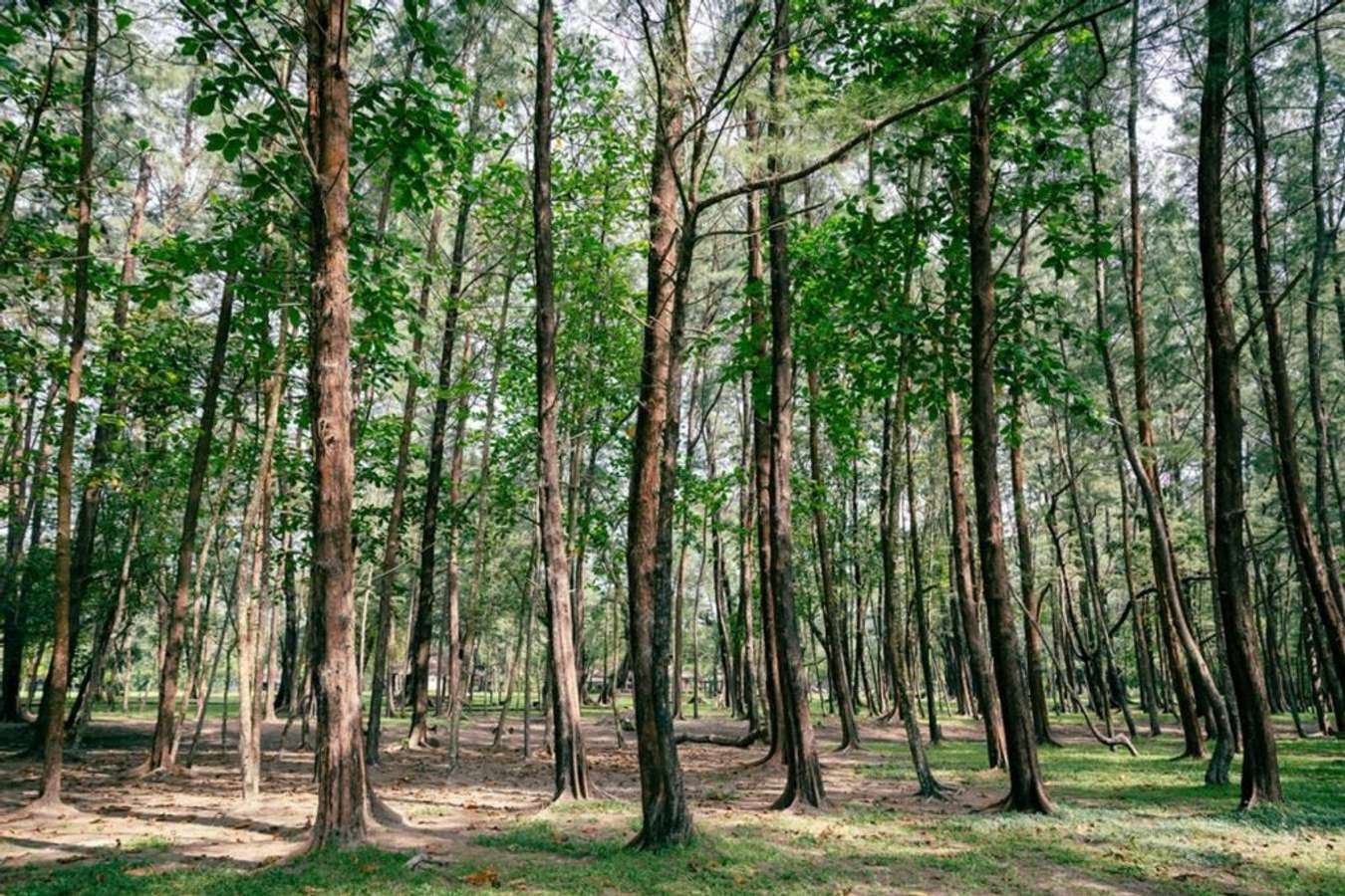 Laem Son National Park