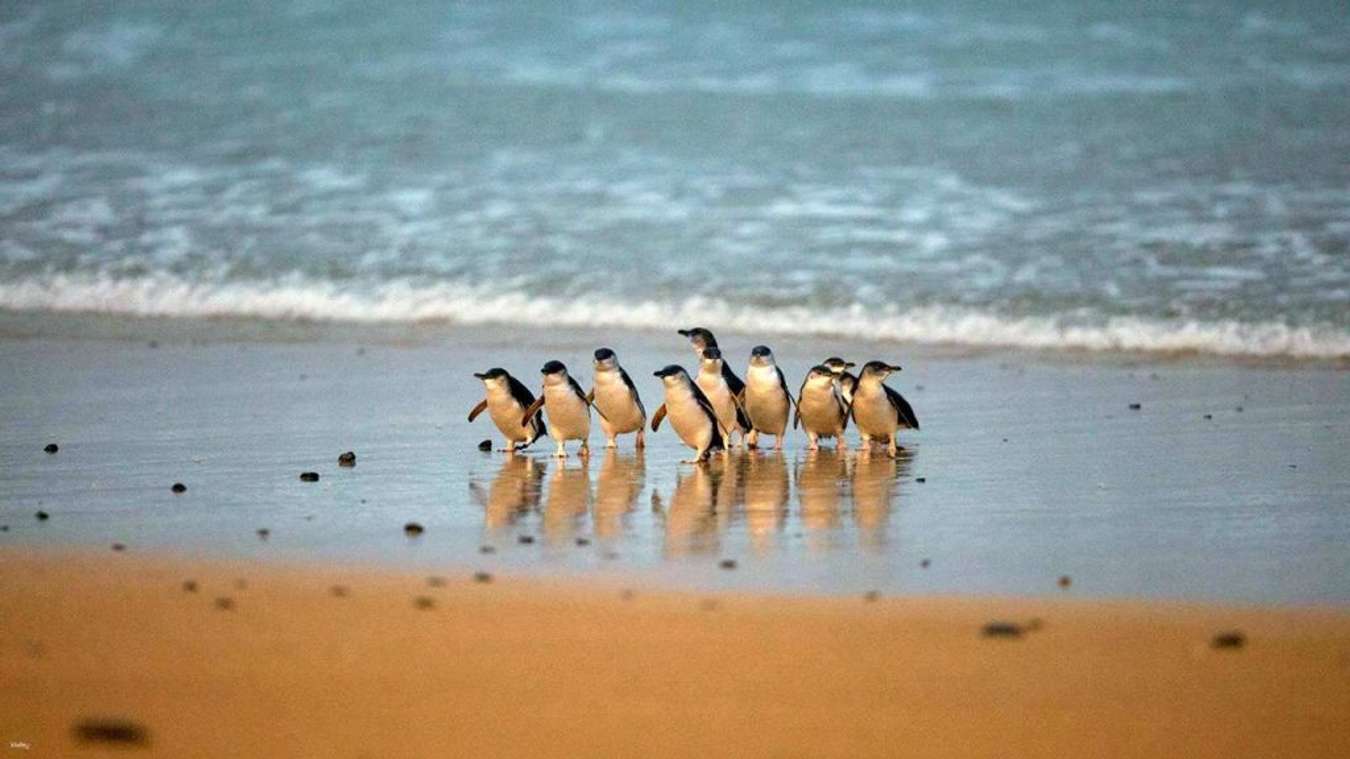 Penguin Pardae at Phillip Island