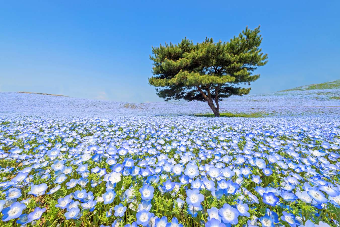 Hitachi seaside park